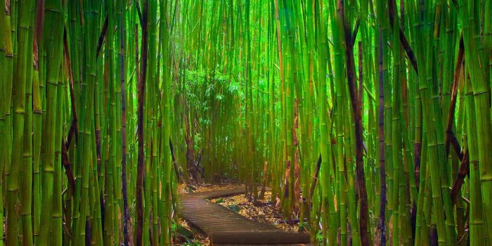 1440x900 1000+ Best Bamboo Mac Wallpapers Free HD Download - AllMacWallpaper
