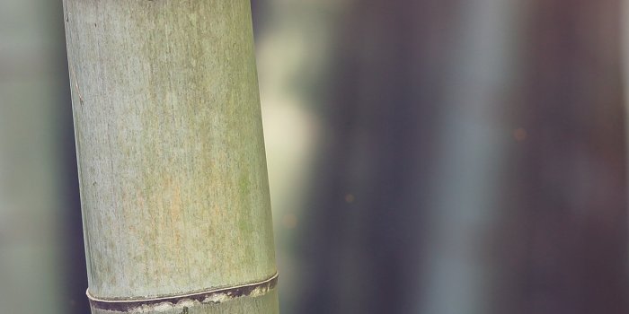 1242x2208 iPhoneXpapers.com | iPhone X wallpaper | mx91-bamboo-nature-tree-blue