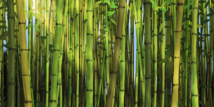 3200x1619 Bamboo Forest Wallpaper | Nature Mural - Murals Your Way