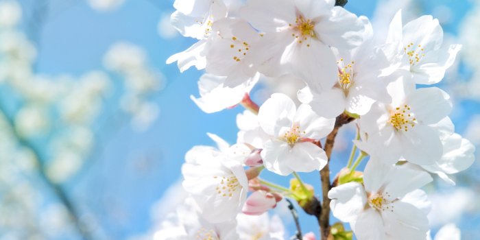 2560x1600 64+ Blue and White HD