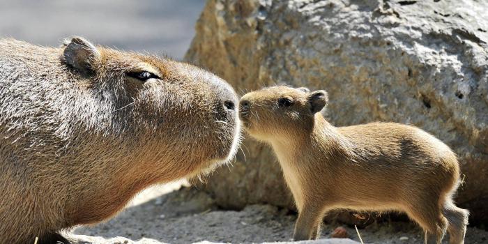 1920x1280 100+] Capybara Wallpapers for FREE | Wallpapers.com