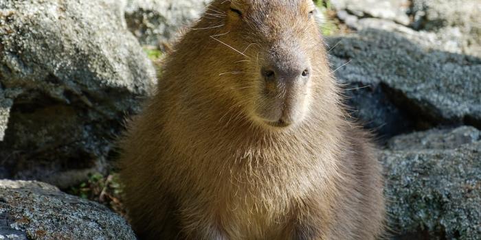 1000x1500 Capybara Pictures | Download Free Images on Unsplash
