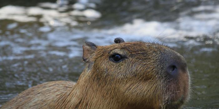 3456x5184 Capybara Photos, Download The BEST Free Capybara Stock Photos & HD Images