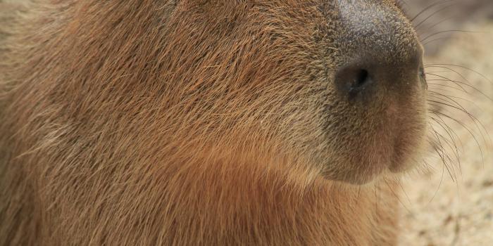 3456x5184 Capybara Photos, Download The BEST Free Capybara Stock Photos & HD Images