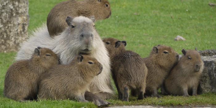 1920x1200 10+ Capybara HD Wallpapers and Backgrounds