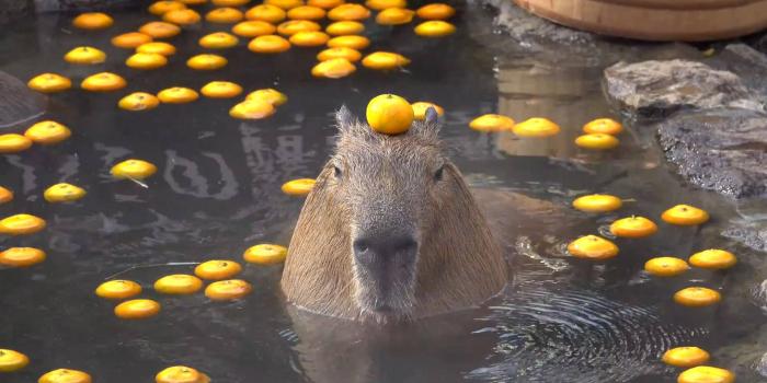 1920x1077 Download Capybara With Orange As Hat Wallpaper | Wallpapers.com