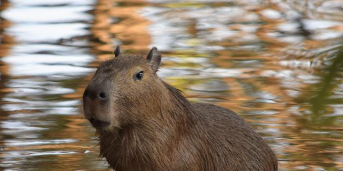 4000x6000 Capybara Photos, Download The BEST Free Capybara Stock Photos & HD Images