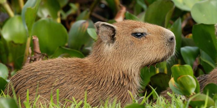 1600x1066 Cute Capybara Wallpapers - Top Free Cute Capybara Backgrounds -  WallpaperAccess