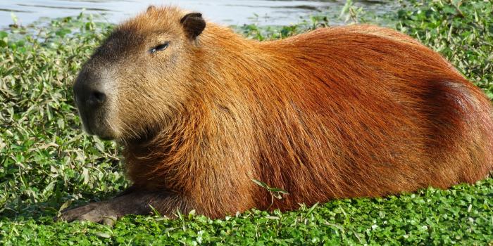 1920x1080 Capybara Wallpapers