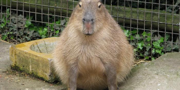 2560x1600 Free download 24 Capybara High Resolution Pictures GsFDcY [2560x1600] for  your Desktop, Mobile & Tablet | Explore 30+ Capybara Wallpapers |