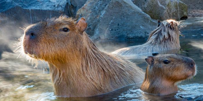 1920x1080 100+] Capybara Wallpapers for FREE | Wallpapers.com