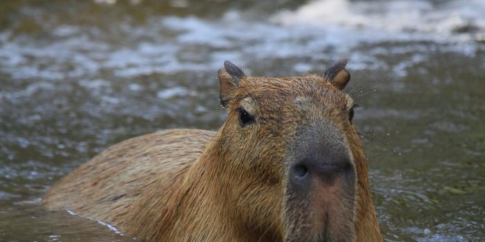 3456x5184 Capybara Photos, Download The BEST Free Capybara Stock Photos & HD Images