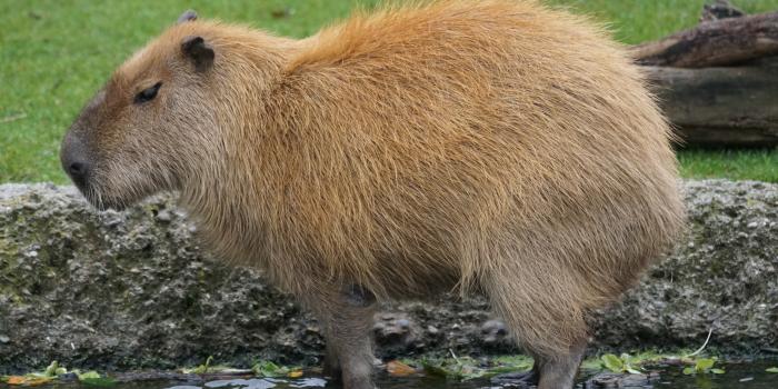 6000x4000 capybara» 1080P, 2k, 4k Full HD Wallpapers, Backgrounds Free Download |  Wallpaper Crafter