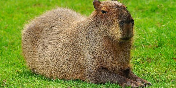 1139x800 Capybara Wallpapers