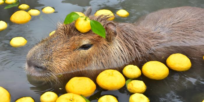 5096x3396 I upscaled the orange capy and the reslut is a perfect wallpaper even for  large screens : r/capybara