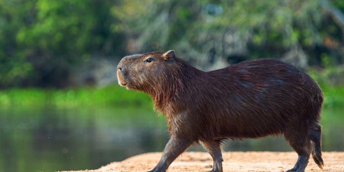 1332x850 Wallpaper shore, profile, walk, pond, the capybara, Vdovenko images for  desktop, section животные - download