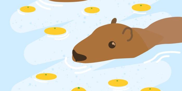 857x1200 Capybaras with Oranges' Poster by Chineko Cat | Displate