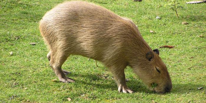 1024x768 Capibara Wallpaper - Animals Town