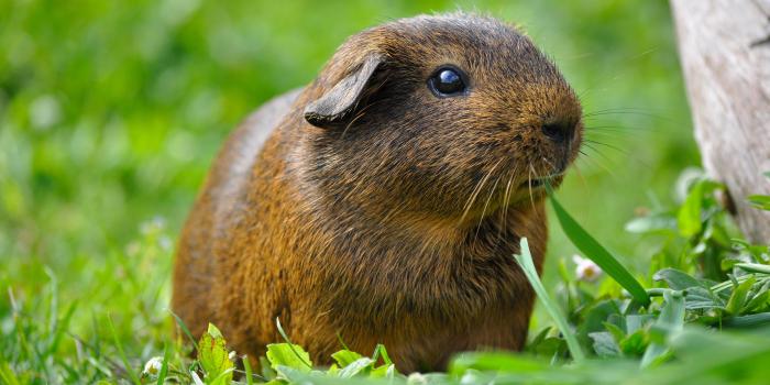 4288x2848 Wallpaper Brown Capybara On Green Grass, Guinea Pig - Wallpaperforu