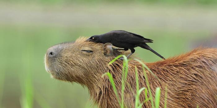 1332x850 Wallpaper Brazil, the capybara, The Pantanal, a large ox-bird images for  desktop, section животные - download