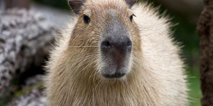 1280x960 Download wallpaper 1280x960 capybara, muzzle, nose standard 4:3 hd  background