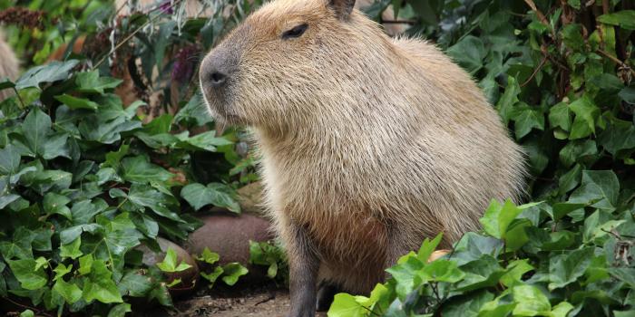 2000x1333 10+ Capybara HD Wallpapers and Backgrounds