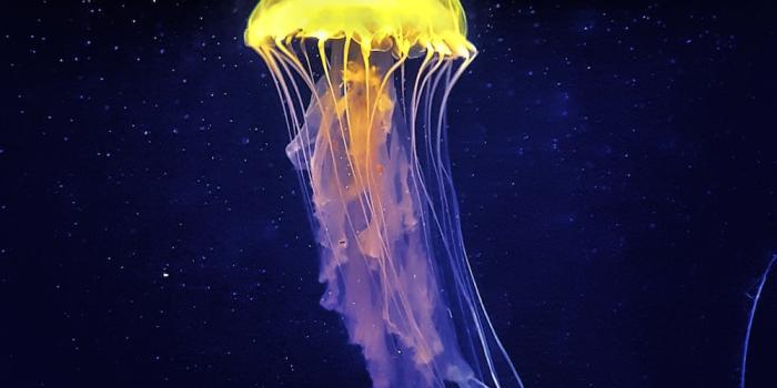 1000x1778 500+ Jellyfish Pictures [HD] | Download Free Images on Unsplash