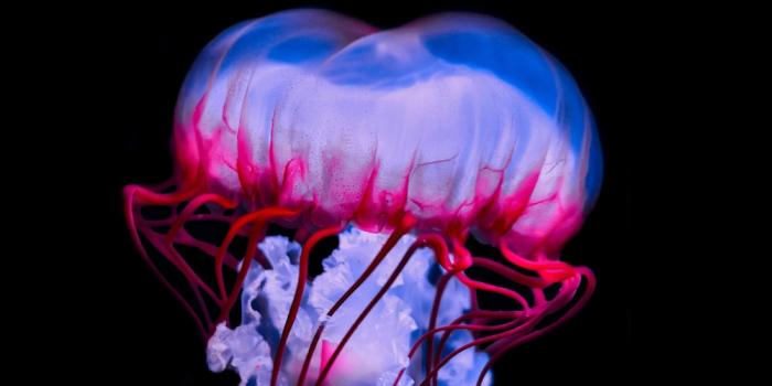 1000x1778 500+ Jellyfish Pictures [HD] | Download Free Images on Unsplash