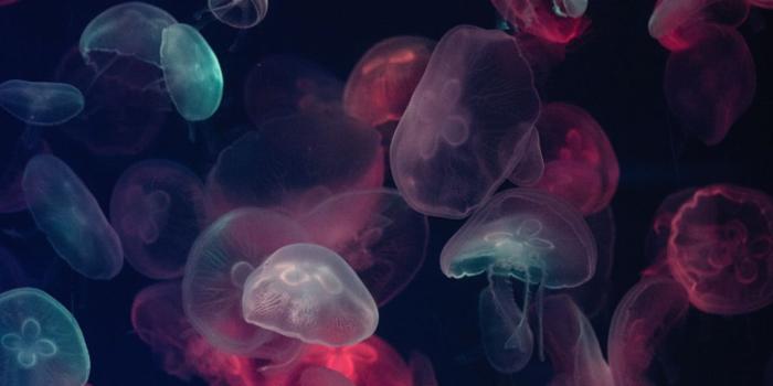 1080x1920 Jellyfish Wallpapers - Top 25 Best Jellyfish Backgrounds Download