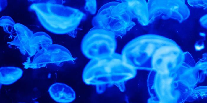 1125x2436 iPhoneXpapers.com | iPhone X wallpaper | vt64-animal-sea-ocean-blue- jellyfish-pattern