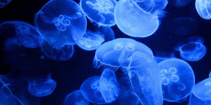 3840x2160 Blue Jellyfish Wallpaper 4K, Aquarium, Underwater, Animals, #3546