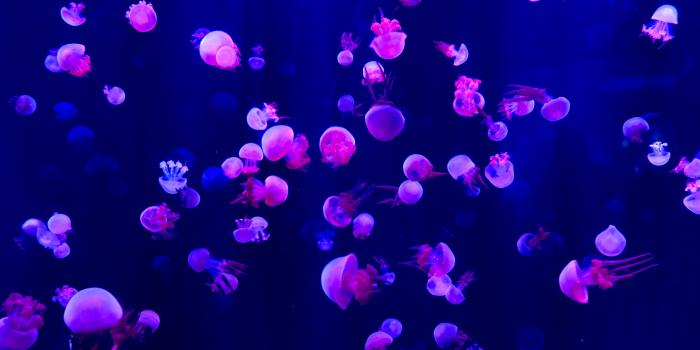 6240x3512 Jellyfish Photos, Download The BEST Free Jellyfish Stock Photos & HD Images