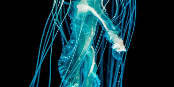 1000x1500 500+ Jellyfish Pictures [HD] | Download Free Images on Unsplash
