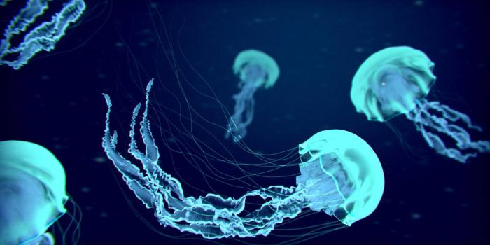 1920x1080 230+ Jellyfish HD Wallpapers and Backgrounds