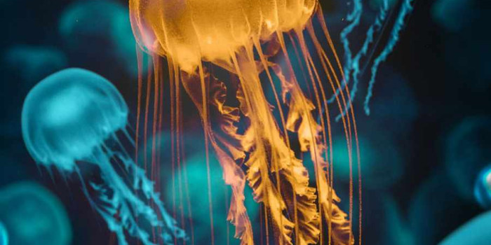 900x1600 Jellyfish Underwater IPhone Wallpaper - IPhone Wallpapers : iPhone  Wallpapers | Fond d'écran violet iphone, Animaux abstraits, Fond ecran