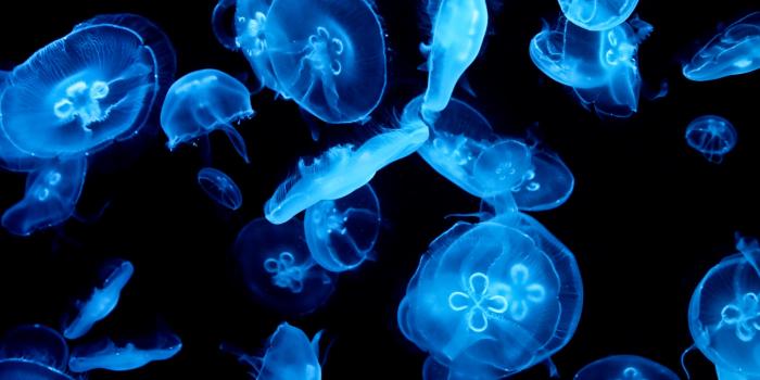 2560x1600 577066 free desktop backgrounds for jellyfish - Rare Gallery HD Wallpapers
