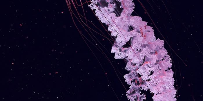 1284x2778 Jellyfish Wallpaper 4K, Dark background, Animals, #2829