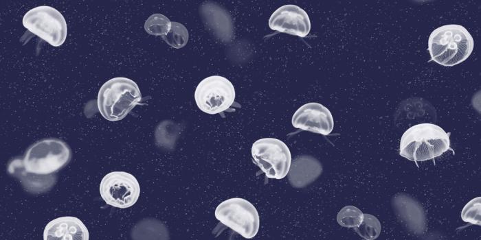 1000x1000 Jellyfish by Coordonne - Blue - Wallpaper : Wallpaper Direct