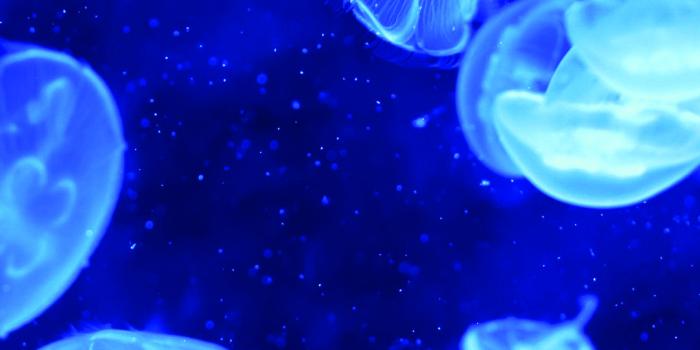 1080x1920 Blue Jellyfish iPhone Wallpapers | iPhone Wallpaper | Jellyfish pictures,  Blue jellyfish, Underwater bubbles