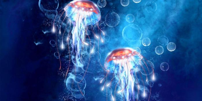 1920x1080 Jellyfish Wallpapers