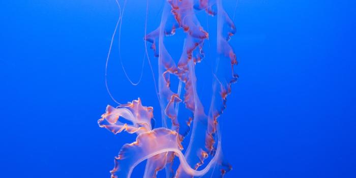 1000x1498 500+ Jellyfish Pictures [HD] | Download Free Images on Unsplash