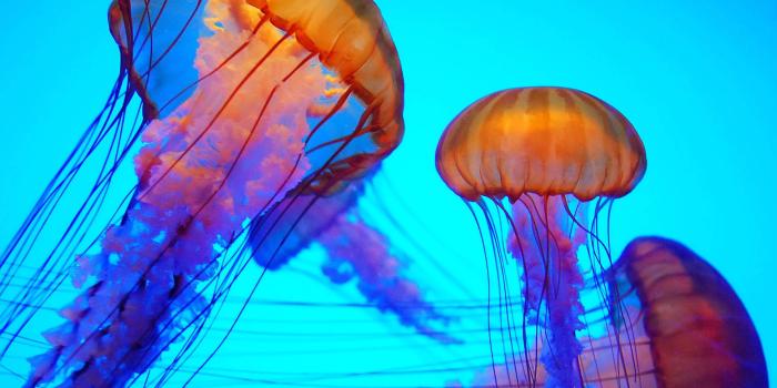 1920x1373 100+] Jellyfish Wallpapers for FREE | Wallpapers.com