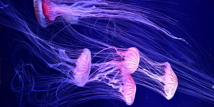 3840x2160 Glowing Jellyfish Wallpapers: 4K, HD, 1920x1080 Phone & Desktop Backgrounds