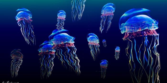 1920x1014 4K Jellyfish Wallpapers - Top Free 4K Jellyfish Backgrounds -  WallpaperAccess