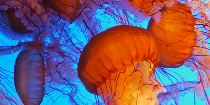 1422x3072 Jellyfish | LIVE Wallpaper - Wallpapers Central