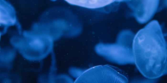 1242x2688 Jellyfish iPhone Wallpapers Free Download