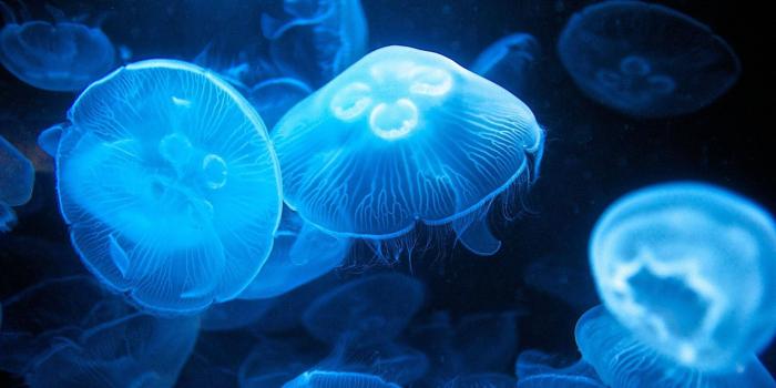 1920x1080 Download Jellyfish Wallpaper