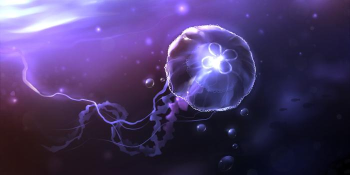 1920x1080 Queen Jellyfish, HD Creative, 4k Wallpapers, Images, Backgrounds, Photos  and Pictures