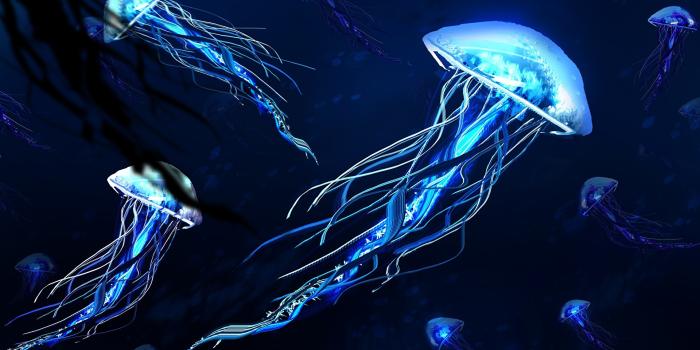 1920x1080 21 Jellyfish Wallpapers - Wallpaperboat