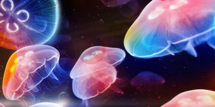 1024x1024 45+] Colorful Jellyfish Wallpaper - WallpaperSafari